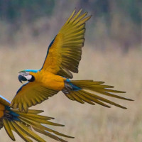 Blue-and-yellow Macaw